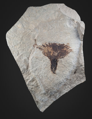 Cycadolepis sp. Bennetitale? bract, Upper Jurassic Kimmeridgian, Orbagnoux, Département de l'Ain, France.
