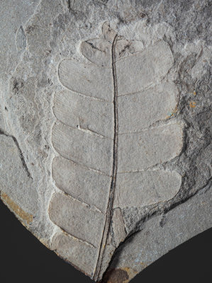 Anomozamites villosus, Middle Jurassic Daohugou, Inner Mongolia