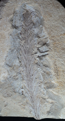 Yanliaoa daohugouensis, Middle Jurassic Daohugou, Inner Mongolia, Cupressaceae