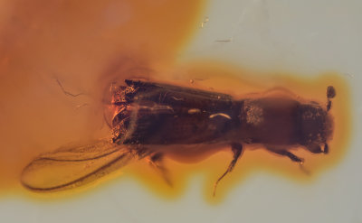 Platypodid with nematodes