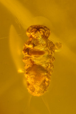Larva C 1-2.jpg