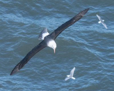 Flight of the albatross