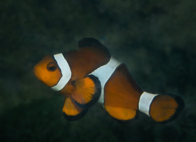 Ocellaris clownfish, North Reef, Pulau Tangah