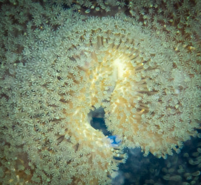 Sarcophyton soft coral, North Reef, Pulau Tangah