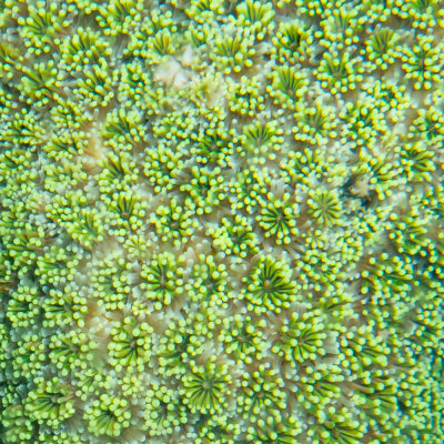 Coral polyps, North Reef, Pulau Tangah