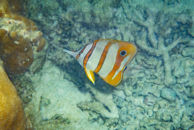 Beaked coralfish, North Reef, Pulau Tangah