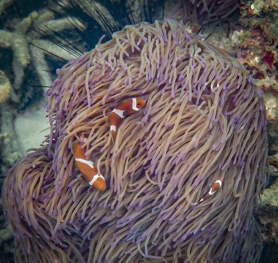 Ocellaris clownfish, North Reef, Pulau Tangah