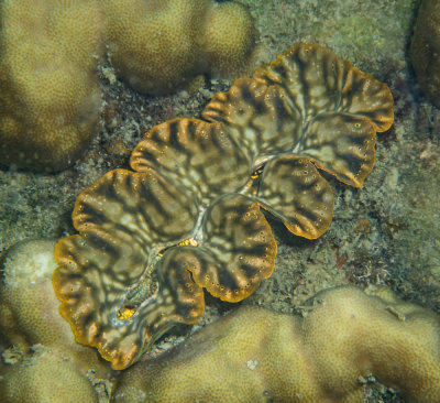 Tridacna clam, North Reef, Pulau Tangah