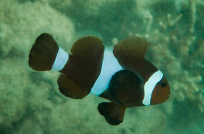 Very dark Ocellaris clownfish, North Reef, Pulau Tangah
