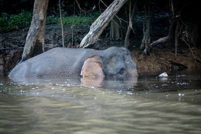 Borneo elephant, Koyah tributary of Kinabatangan River