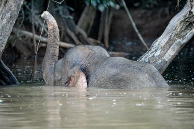 Borneo elephant, Koyah tributary of Kinabatangan River