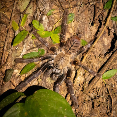 Danum Valley Everett's tiger tarantula