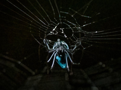 A very unusual metallic blue spider sen at Sukau on the Kinabatangan, Opadometa sp. , a long-jawed orb weaver