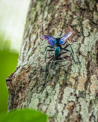 Spider hunting wasp carrying paralysed spider up tree, Sukau, Kinebatangan, Sabah