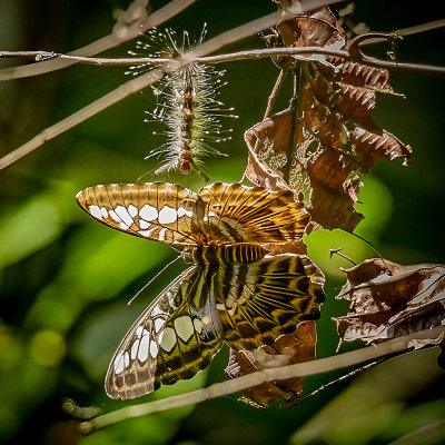 Clipper (Parthenos sylvia) at Sukau on the Kinabatangan