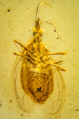 Burmese Cretaceous Amber