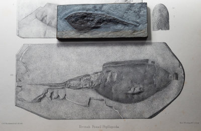 Ceratiocaris papilio in British Fossil Phyllopoda