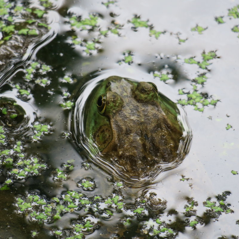 A big bull frog waiting for a snack to float by.