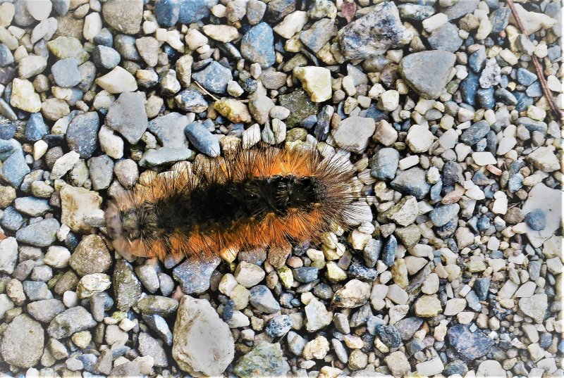 An interesting caterpillar