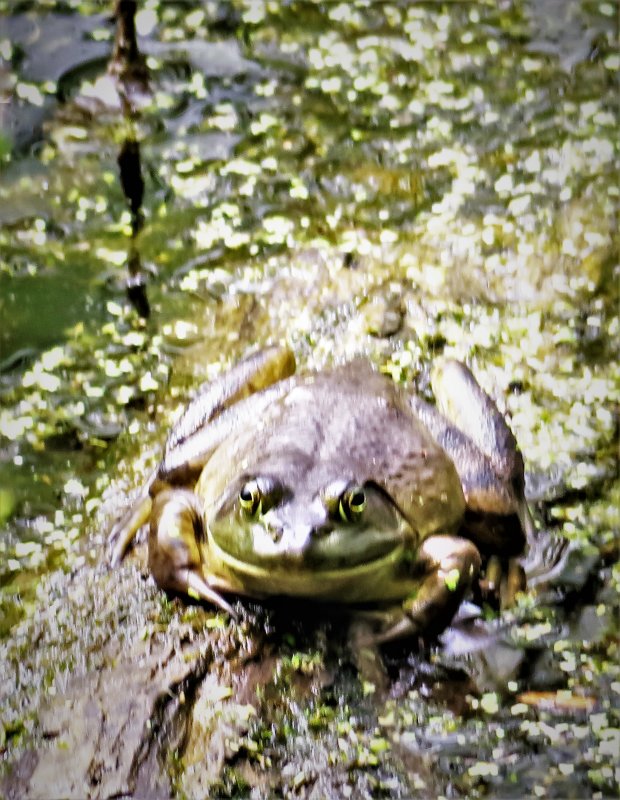American Bullfrog Grinning