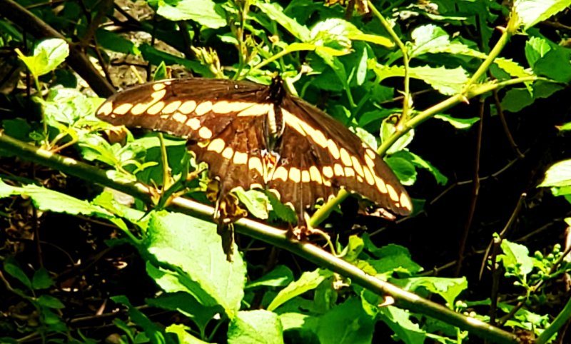 Giant Swallowtail - Papilio cresphontes Cramer, 1777                    