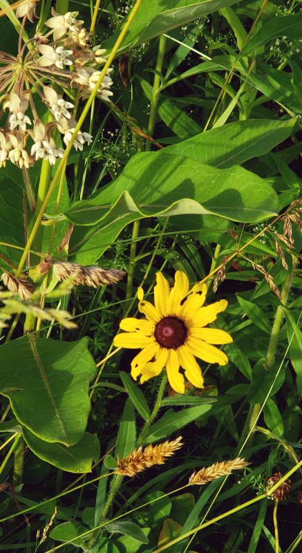 Wildflower Meadow