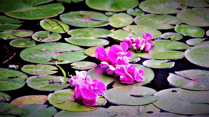 Sweet Pea Blossoms on Lily Pads