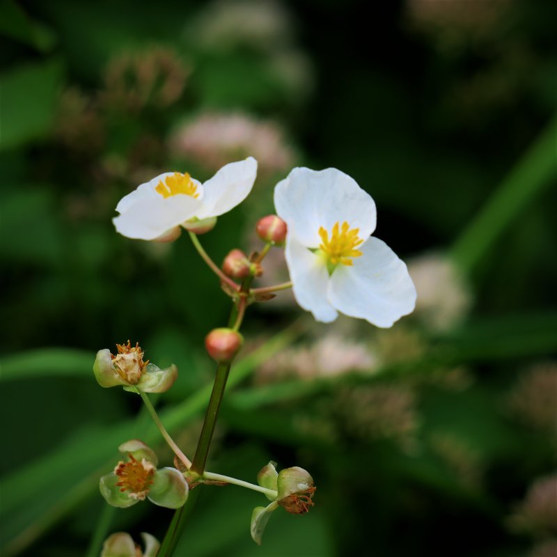 Arrowhead Flower - Sagittaria lancifolia