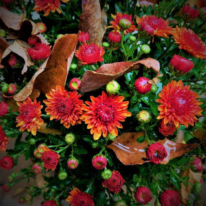 Fall mums planted - ready for Halloween and Thanksgiving