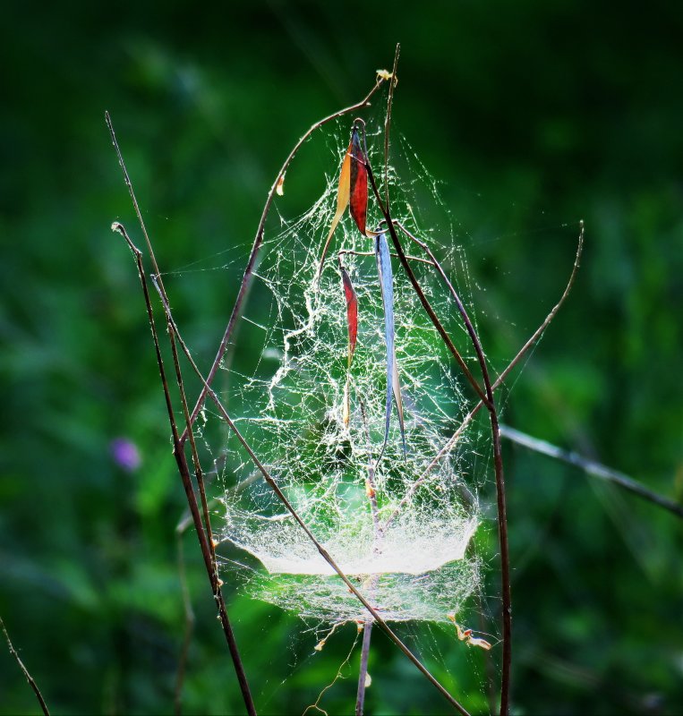 A spiderweb ghost ship
