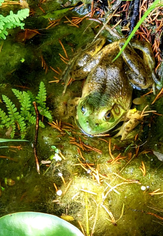 A well- fed bullfrog