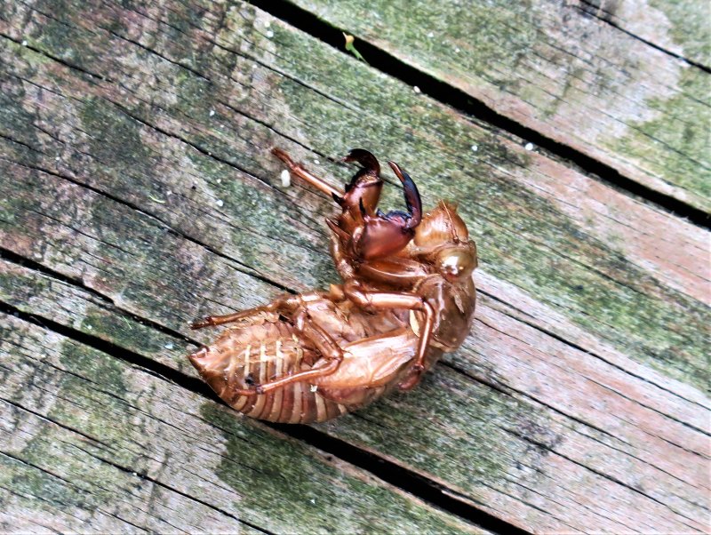 Whats left of a cicada after it hatched.