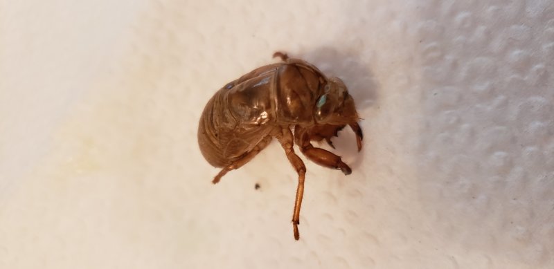 Exoskeleton of a Cicada