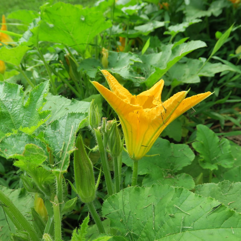 Pumpkin growing in our front yard.