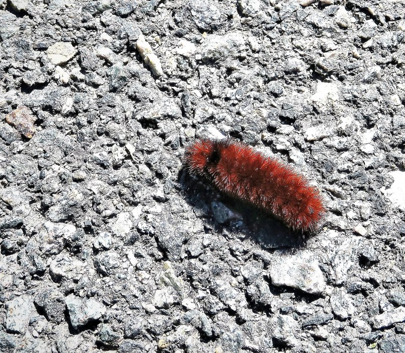 Woolly bear caterpillar - will turn into Isabella tiger moth  pyrrhartia isabella