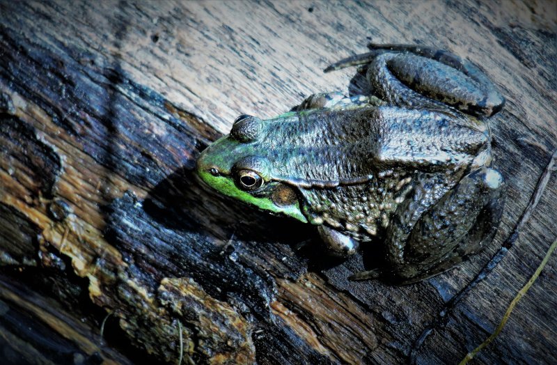 Bullfrog Portrait