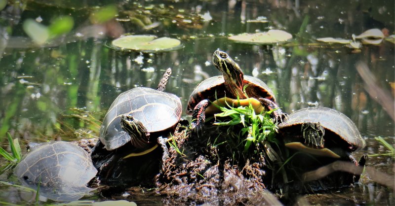 King of the Hill - bog turtles