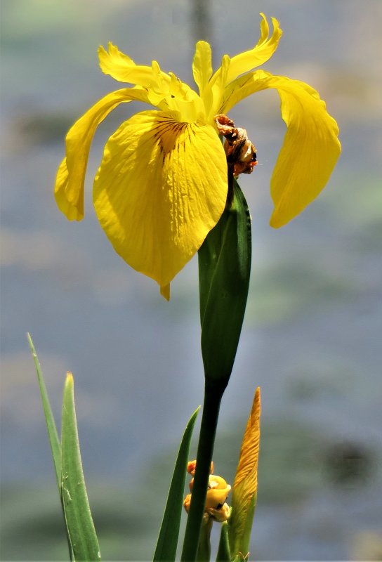 Yellow water flag iris - Iris pseudacorus