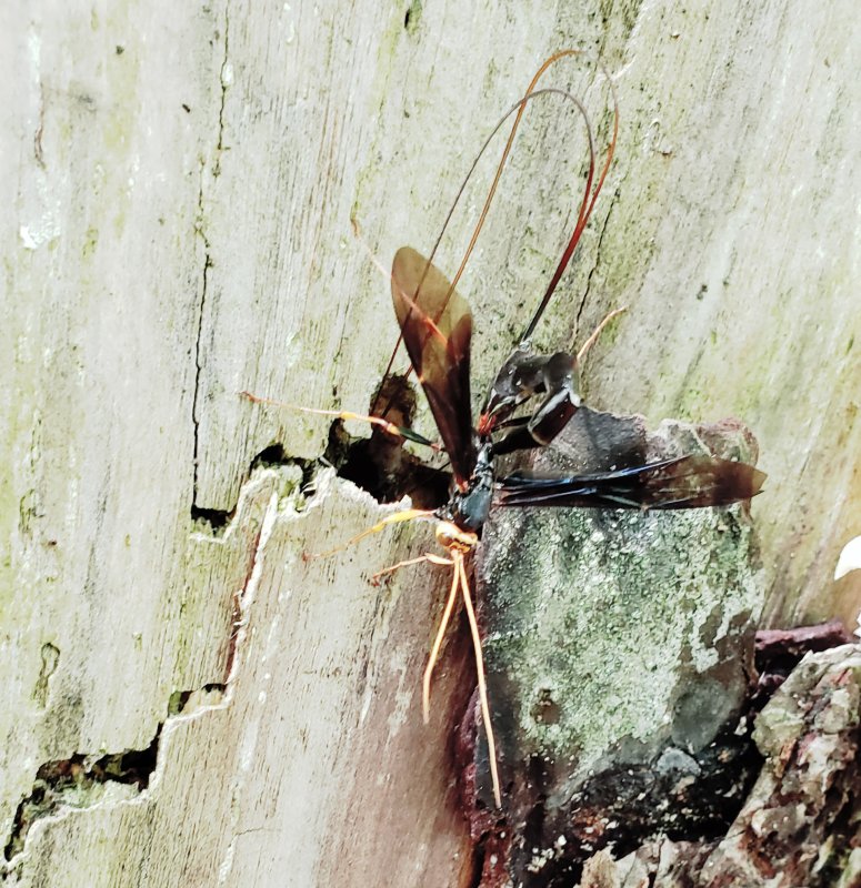 Black Giant Ichneumonid Wasp - Megarhyssa atrata