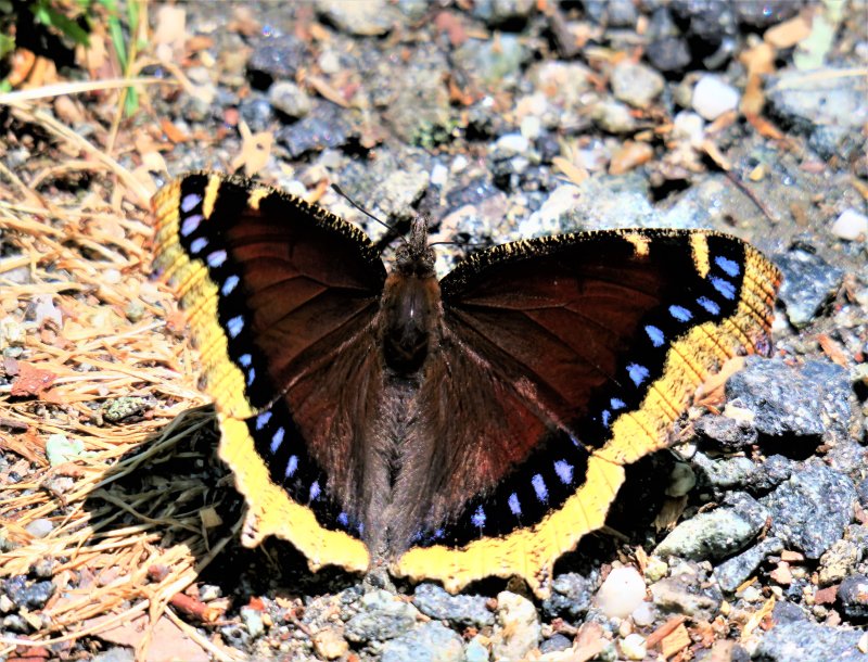Mourning Cloak or Camberwell Beauty -  nymphalis antiopa
