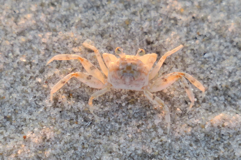 Sand White Ghost Crab - Ocypode Quadrate