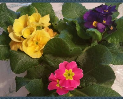 Primrose Trio
