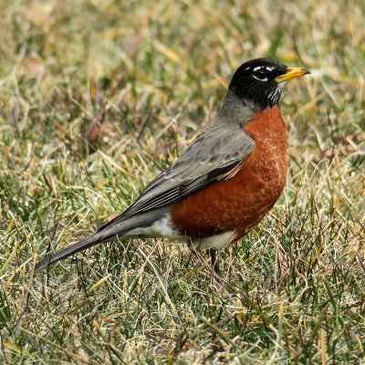 Robins made it to our neighorhood.