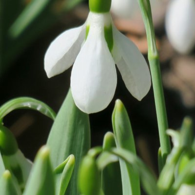 This snowdrop (galanthus) has survived the terrible winter of 2019.