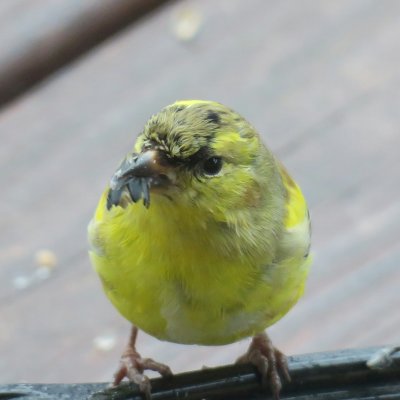 Male Goldfinch in the Molting Stage