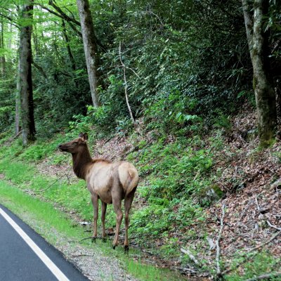 Hitchhiker of the Blue Ridge Parkway.