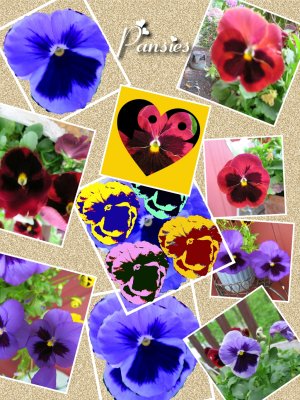All About Pansies