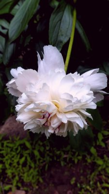 Peony swaying in the wind