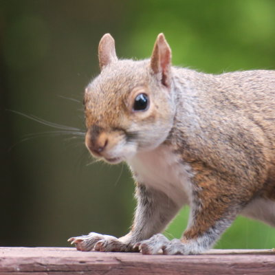 Inquisitive Eastern Grey Squirrel 