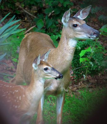 Doe and Fawn Portrait
